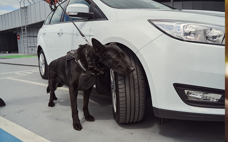 Dog Handler